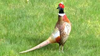 Common Pheasant male making a loud call [upl. by Montanez]