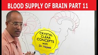 Blood Supply of Brain  Circle of Willis  Part 1111 [upl. by Nikral]