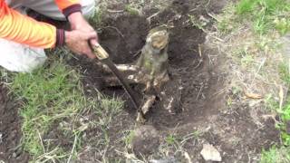 HOW TO REMOVE A TREE STUMP [upl. by Hallock]