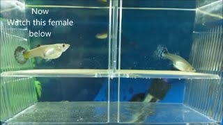 How to breed guppies  different methods for breeding guppies mollies and other livebearers [upl. by Leihcar533]