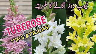 How to grow Tuberose Bulbs In Pot  Care Tips For Tuberose Good Flowering [upl. by Caputo276]