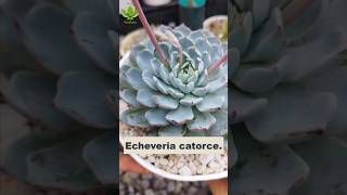 Echeveria catorce🌱 [upl. by Nivrac]