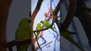 Rose ringed parakeet shots trending viralvideo [upl. by Leland296]