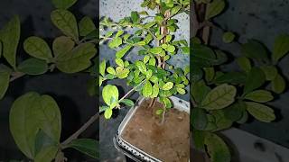 Carmona microphylla plant  fukien tea plant grow amp care carmona teaplant youtube plantsshorts [upl. by Nnaeoj]