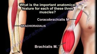 Coracobrachialis Brachialis Brachioradialis  Everything You Need To Know  Dr Nabil Ebraheim [upl. by Dambro]