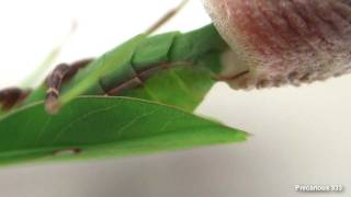 Oxyopsis gracilis lays an ootheca [upl. by Etta]