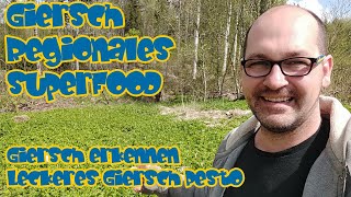 Vorteile vom Giersch 🌱 und ein leckeres Giersch Pesto 🌿  Regionales Superfood  Giersch erkennen [upl. by Innes907]