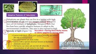 2 Adaptive features of halophytes [upl. by Bar618]