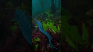 2m long Conger Eel in Giant Kelp Forest [upl. by Adalia60]