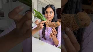 Let’s make Parrot for festival decor DIY festivaldecor toranam parrotvideo diwalidecor shorts [upl. by Yvel]