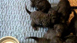 American Water Spaniel Puppies [upl. by Wobniar]