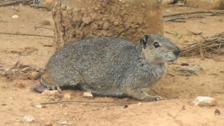 Mocó Kerodon rupestris [upl. by Mace]