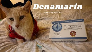 How to pill your cat [upl. by Nosreh]