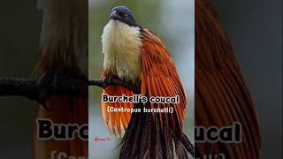 Burchells coucalrain bird callrainbirdsmamatv [upl. by Ocker]