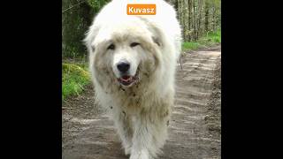 Largest Kuvasz Dogs youtubeshorts youtube ytshorts [upl. by Electra]