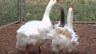 2 Geese Breeding at Saynora Farms [upl. by Uon]