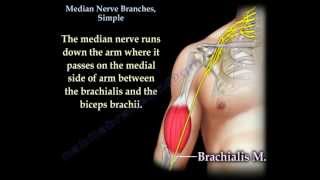 Median Nerve Branches Simple  Everything You Need To Know  Dr Nabil Ebraheim [upl. by Xylina]