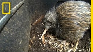 Bizarre Furry Kiwi Bird Gets a Closer Look  National Geographic [upl. by Anileda887]