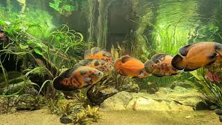 Astronotus ocellatus XXL Aquarium mit Beifische [upl. by Vijnas454]