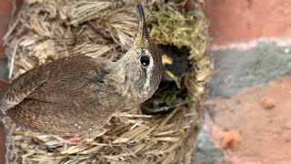 Baby Wrens Fledge onto Porch  Discover Wildlife  Robert E Fuller [upl. by Dulcine]