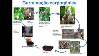 Ciclo de vida do fungo Sclerotinia sclerotiorum [upl. by Netsirc101]