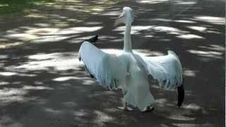 The infamous pigeoneating pelican St Jamess Park London [upl. by Hiller325]