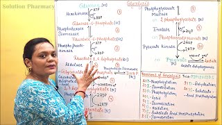 02 Glycolysis Part 01 Pathway  Glycolysis Steps amp Reactions  Carbohydrate Metabolism  Biochem [upl. by Alden]