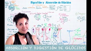 Digestión y Absorción Glúcidos [upl. by Rosio]