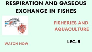 Circulation and Gaseous Exchange in FishRespiration In fish Miller HarleyBS MS [upl. by Burra]