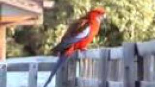 Crimson Rosellas in Canberra [upl. by Brecher128]