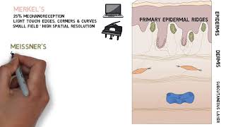 Mechanoreceptors [upl. by Camile]