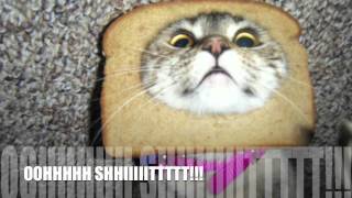 Cats With Bread On Their Heads  To The Nyan Cat Song [upl. by Macfadyn]