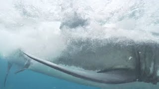 14 Ft Great White Shark Consumes Surfer  Jevan Wright [upl. by Truk]