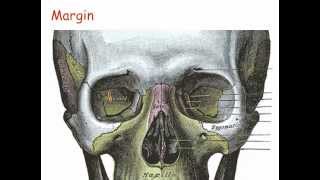 Bone Names Have Meaning  Part 2  Types of Bone Markings [upl. by Ettedo]