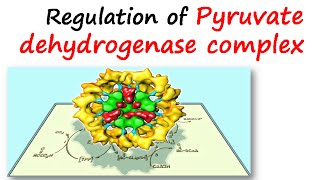 Regulation of pyruvate dehydrogenase complex [upl. by Lancelot]