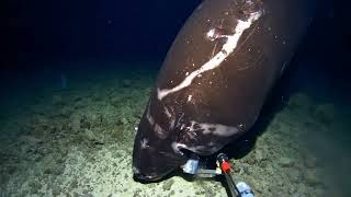 Pacific Sleeper Shark September 2024 [upl. by Jillane]