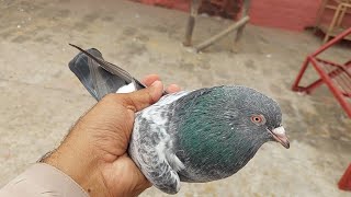 Qasori Kabootar Ka Shok  Hashim Mahmood Pigeons [upl. by Vasiliu189]