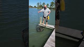 Crabbing in Gloucester point va [upl. by Nelaf]