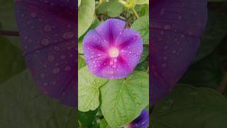 morning glory Ipomoea purpurea beautiful flowers view shortsfeed viral shots video nature [upl. by Isbel]