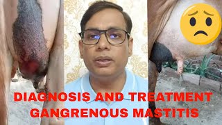 Treatment of Acute Staphylococcus Mastitis in Cow [upl. by Notyad139]