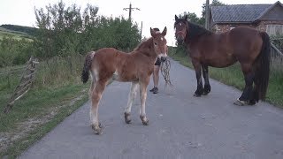 Iepe murgi la proba cu armasarul Gyuri 2017 [upl. by Loferski]