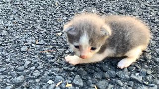 Mother cat Adopts orphaned hungry baby kitten [upl. by Salsbury994]