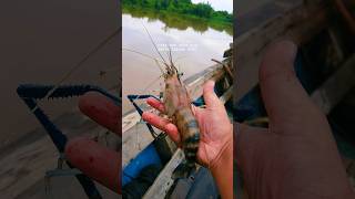 mancing udang galah [upl. by Norat566]