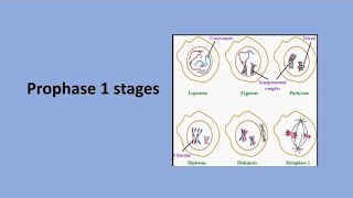 Prophase 1 Stages  Meiosis [upl. by Janaya210]