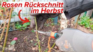 Rosen Rückschnitt im Herbst  Winter  Darauf solltest du achten Rosen überwintern [upl. by Winny]