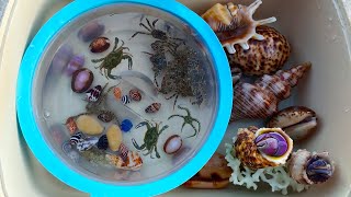 WOW SERU Menemukan Kelomang Besar dan Kepiting Laut Keong Siput Kerang Laut Bintang Laut [upl. by Eimmas628]