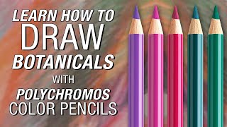 FaberCastell  Polychromos Color Pencil Demonstration [upl. by Lirpa338]