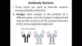 Antibody variants isotypeallotype and Idiotype [upl. by Ipoillak]