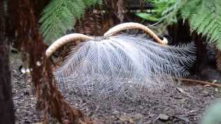 Courtship Behaviour of Superb Lyrebird Menura novaehollandiae [upl. by Willner]