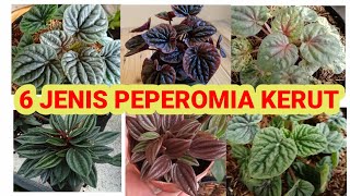 JENIS PEPEROMIA DAUN KERUT NAMA dan UPDATE HARGA dari Peperomia Rosso sampai Peperomia Red Luna [upl. by King]